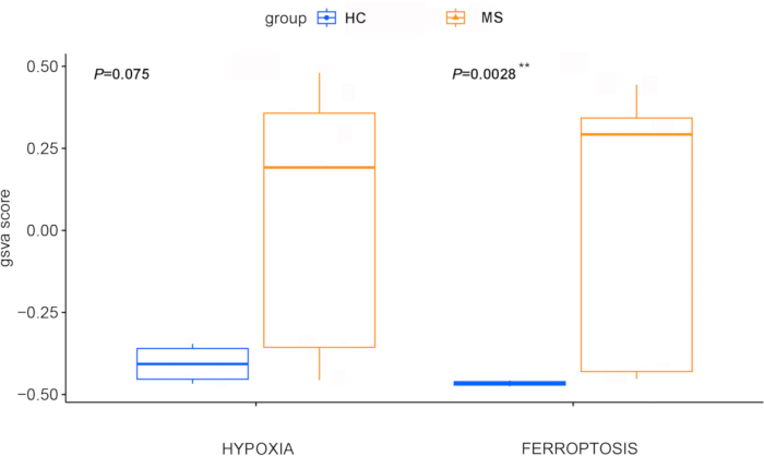 Box plot chart comparing GSVA scores for hypoxia vs ferroptosis in HC and MS groups with p-values.