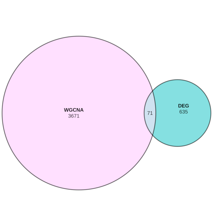 WGCNA and DEG Venn diagram; gene expression analysis; overlap of WGCNA modules and DEG sets.
