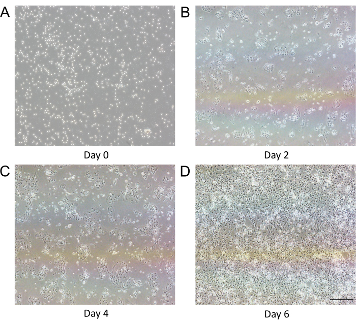 Cell culture growth over time; phase contrast microscopy images showing cell density at days 0, 2, 4, 6.