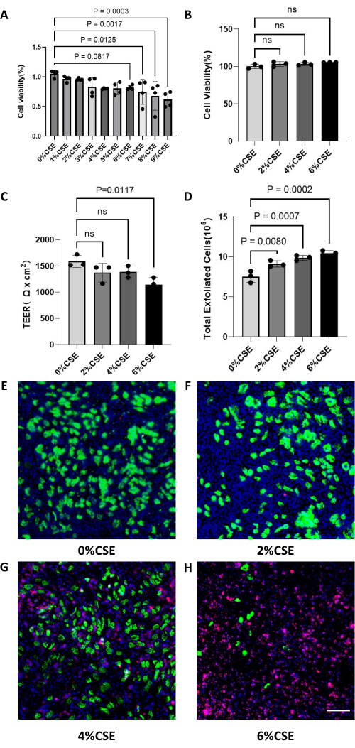 Cell viability analysis; bar graphs on cell viability, TEER, and exfoliation; microscopy of CSE effects.
