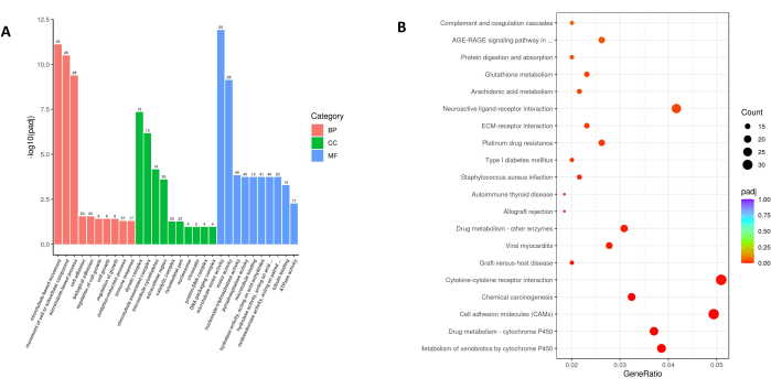 Gene ontology bar chart and dot plot; BP, CC, MF category distribution; enrichment analysis.