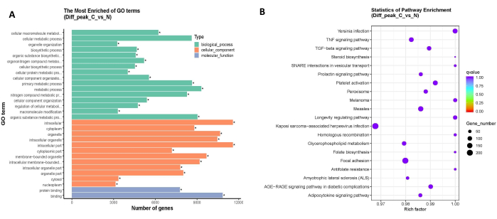 GO terms enrichment bar chart and pathway enrichment bubble plot for gene analysis.