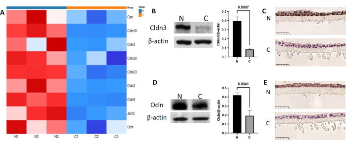Gene expression heatmap, protein analysis, microscopy images showing cellular differences in N vs. C groups.