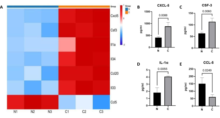 Heatmap and bar charts of cytokine concentrations (CXCL-5, CSF-3) in comparison study results.