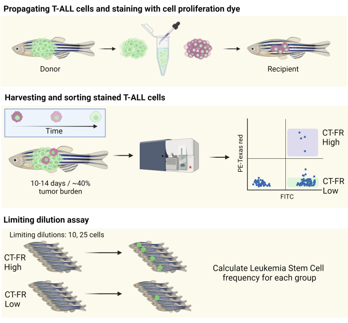 T-ALL cell propagation and sorting diagram; flow cytometry; leukemia stem cell frequency assay.