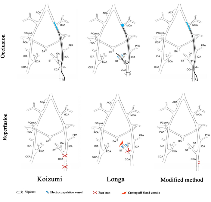 Cerebral blood flow occlusion and reperfusion in Koizumi, Longa, Modified method; diagram.