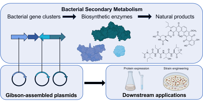 Bacterial secondary metabolism diagram with gene clusters, enzymes, natural products, and plasmid setup.