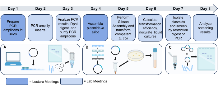 PCR workflow timeline: Prepare amplicons, amplify inserts, analyze, assemble plasmids, transform E. coli.