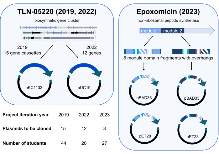 Gene editing diagram: biosynthetic cluster; plasmid cloning, pKC1132, pUC19, pBAD33, pET28; 2023.