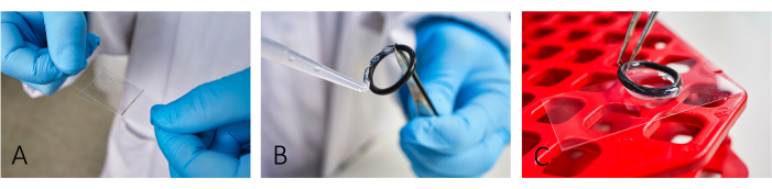 Laboratory experiment process: microscopy slide preparation, sample application, drying step.