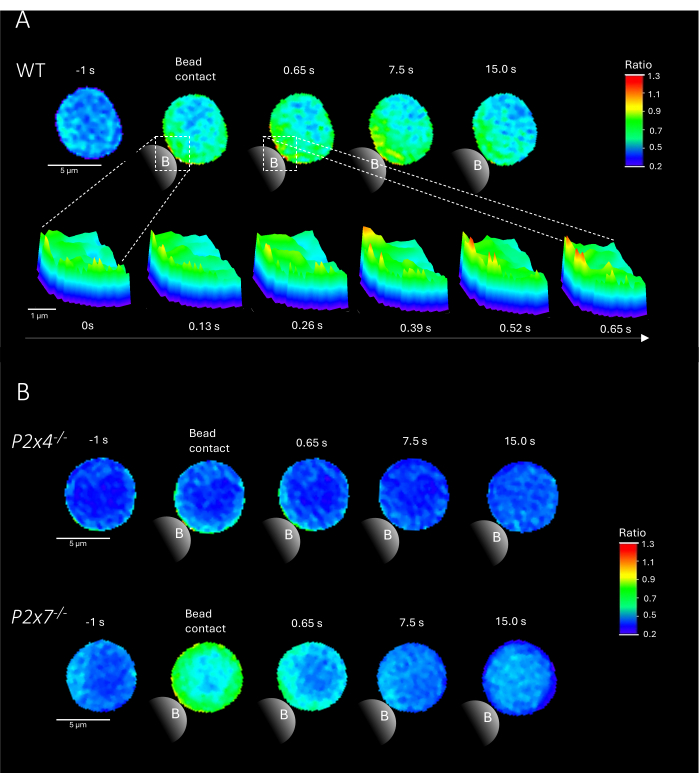 Calcium imaging sequence, dye ratio analysis, fluorescence intensity, experimental chart, time-lapse.