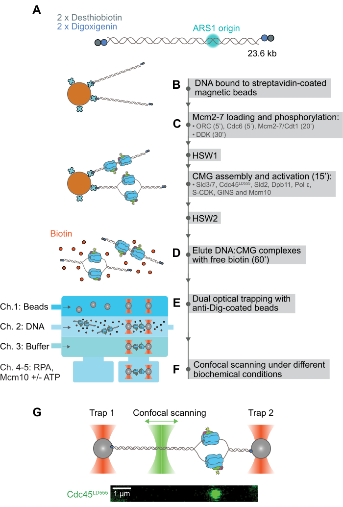 DNA replication visual; optical trapping method; magnetic beads; CMG complex; confocal scanning.