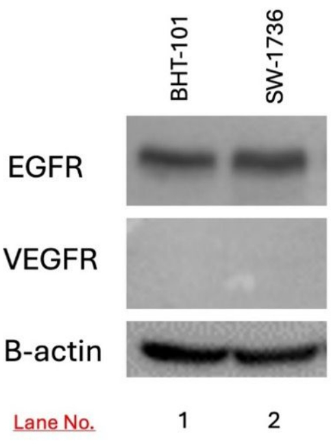 Western blot shows EGFR, VEGFR, B-actin protein levels in cell lines BHT-101, SW-1736.