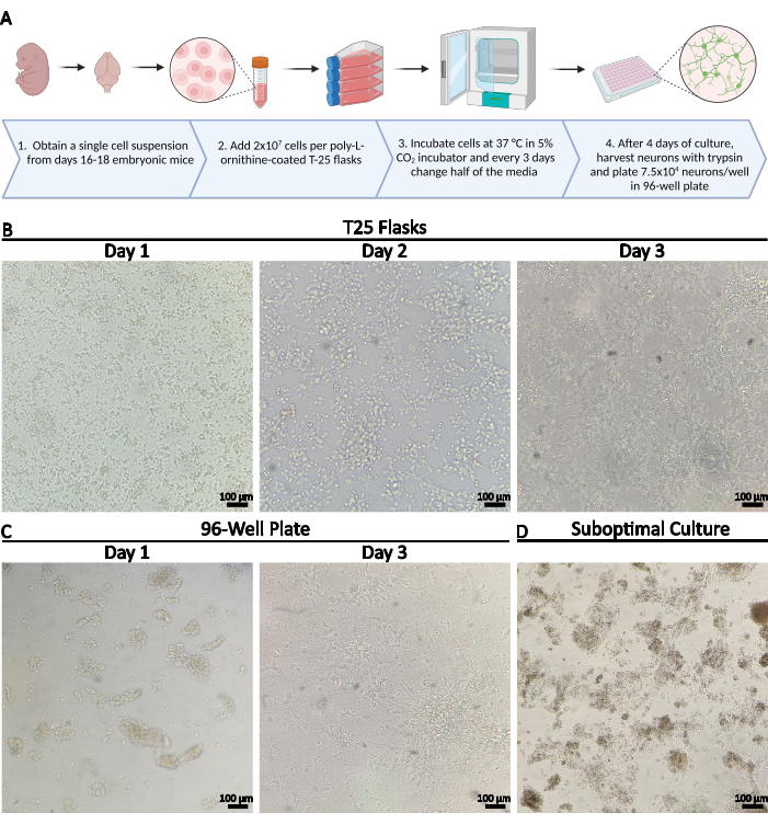 figure-results-2 Neuronal culture process diagram; mouse embryonic cell preparation and imaging in T25, 96-well plates.