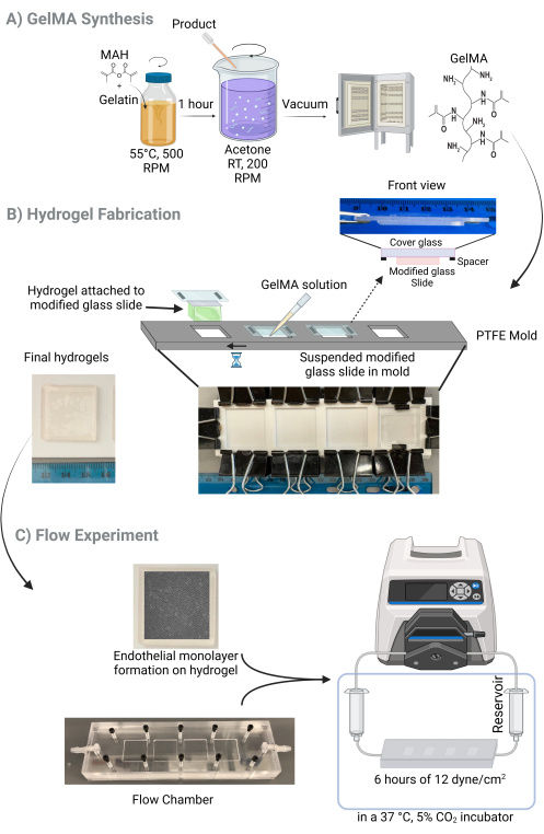 GelMA synthesis, hydrogel fabrication, flow experiment; diagram of GelMA production and application.