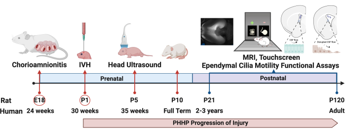 PHHP progression diagram; chorioamnionitis, ultrasound, MRI; rat-human injury timeline analysis.