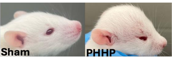 Rat comparison study; Sham vs. PHHP; Experimental results; Research on physiological changes.