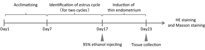 figure-results-1 Estrous cycle timeline diagram, ethanol injection, tissue collection, HE and Masson staining process.