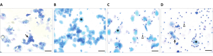 figure-results-2 Cell staining analysis, microscope images showing cellular morphology and density variation across samples.