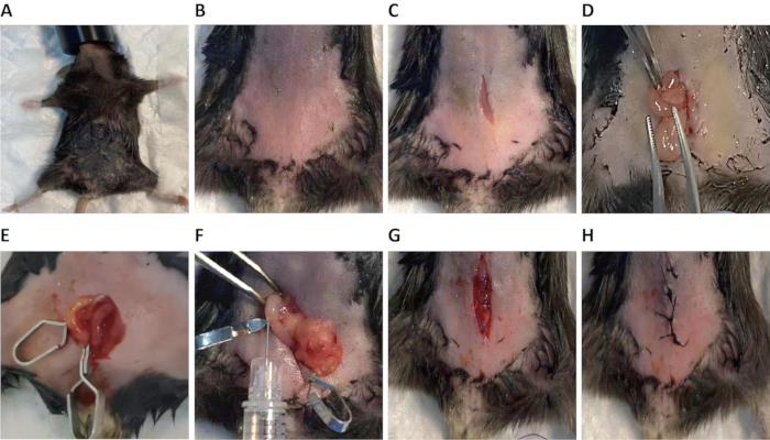 figure-results-3 Surgical procedure on rodent for tissue extraction, sequential steps A-H, experimental surgery.
