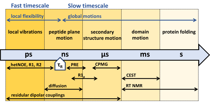 Protein dynamics diagram; timescale motions; NMR methods; local flexibility; global motions.