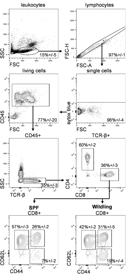 Flow cytometry analysis, scatter plots, cell population gating, leukocytes, lymphocytes, CD markers.