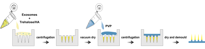 Exosome preparation process diagram; centrifugation, vacuum dry, polymer addition for stabilization.