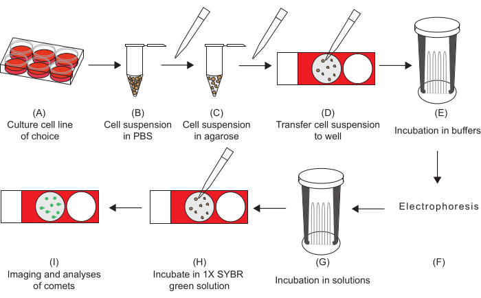 Cell suspension process diagram, agarose prep, electrophoresis, and imaging for analysis.