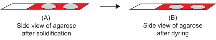 Agarose solidification to drying process diagram; shows side views of agarose gel transformation.