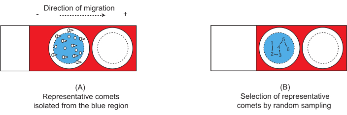 Comet assay diagram: DNA migration analysis showing representative and sampled comet selection.