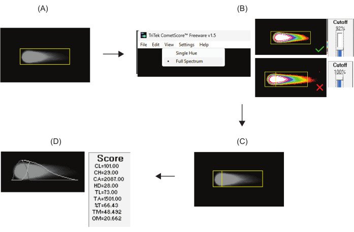 Comet assay analysis workflow diagram with software interface and scoring results.
