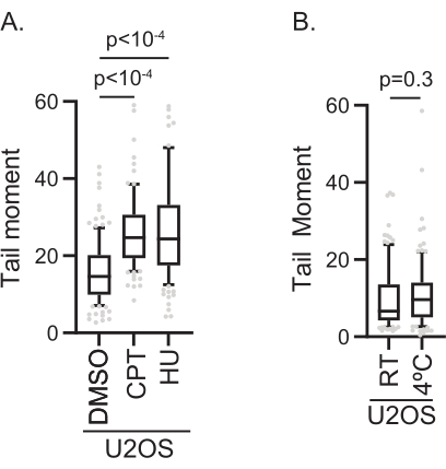 Box plot comparing tail moment in U2OS cells with DMSO, CPT, HU, RT, 4°C; statistical analysis.