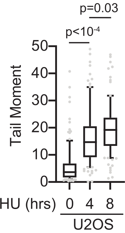 Box plot showing DNA damage (Tail Moment) in U2OS cells exposed to HU for 0, 4, 8 hrs; statistical analysis.