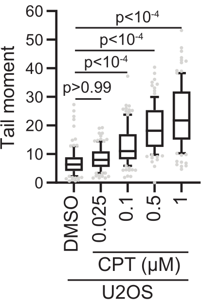 Tail moment box plot for U2OS cells; CPT treatment, DNA damage evaluation, statistical analysis.