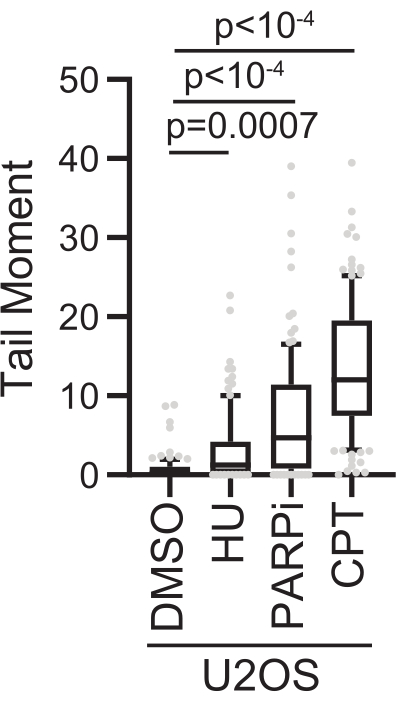 Box plot of tail moment in U2OS cells; DMSO, HU, PARPi, CPT; statistical analysis p-values.