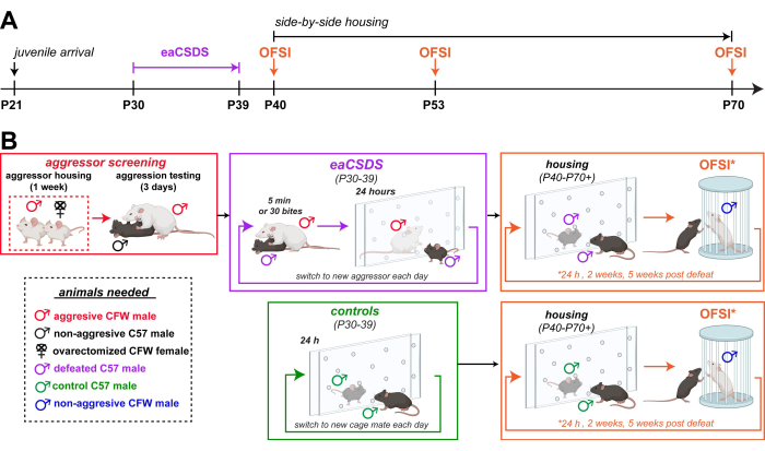 figure-protocol-1 Animal behavior experiment timeline and setup diagram; eaCSDS, OFSI phases; aggression testing workflow.