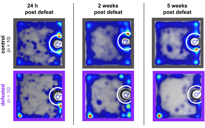 figure-results-2 Neuronal activity heatmap diagram; control vs defeated conditions over time; behavioral analysis.