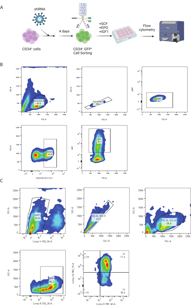 Flow cytometry diagram showing CD34+ GFP+ cell sorting, data analysis, and experimental setup.