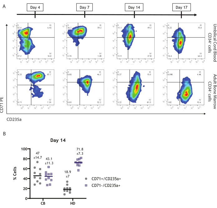 Flow cytometry analysis, CD71/CD235a plots, cell differentiation from CD34+ cells over time.