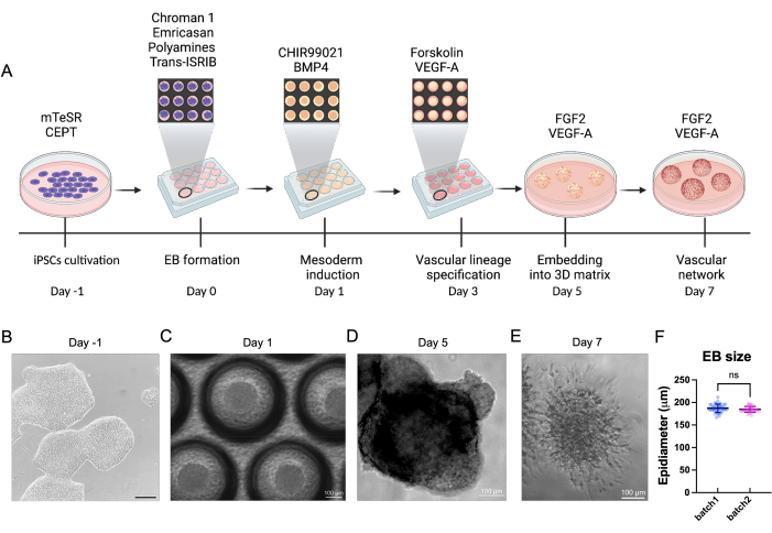 figure-results-1 iPSC cultivation to vascular network; diagram, images A-E with experiments, graph F with EB size results.