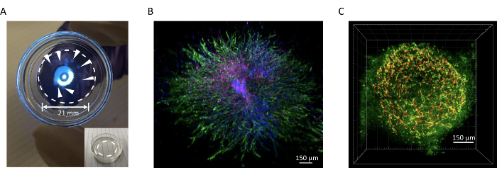 figure-results-3 Spectroscopy device setup, cellular fluorescence microscopy, 3D volumetric imaging of cell structure.