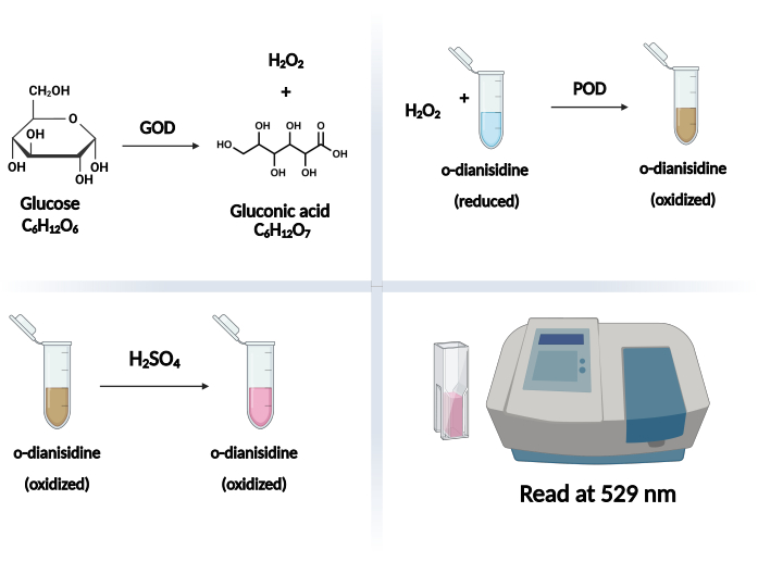 Glucose assay process, diagram with GOD and POD reactions; spectrophotometer reading at 529 nm.