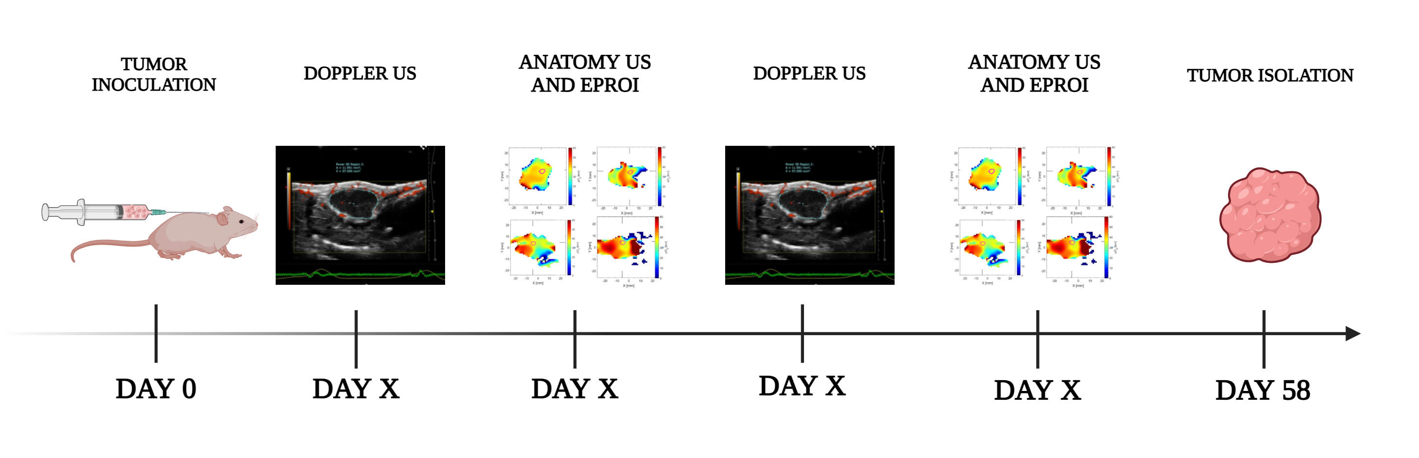 Tumor Hypoxia Assessment: In Vivo 3D Oxygen Imaging Through Electron ...