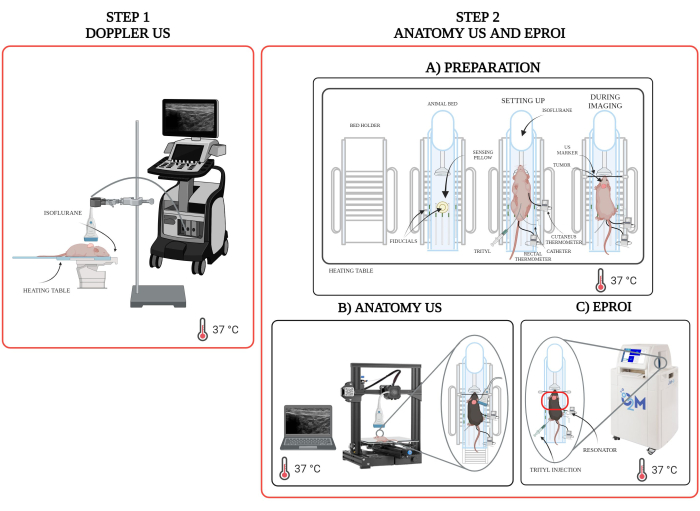 Tumor Hypoxia Assessment: In Vivo 3D Oxygen Imaging Through Electron ...