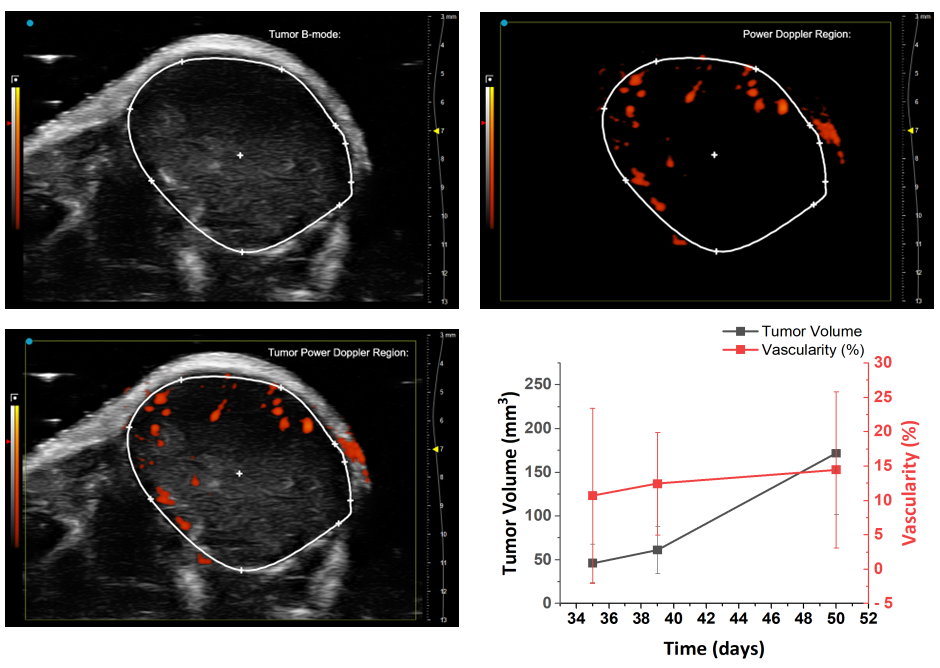 Tumor Hypoxia Assessment: In Vivo 3D Oxygen Imaging Through Electron ...
