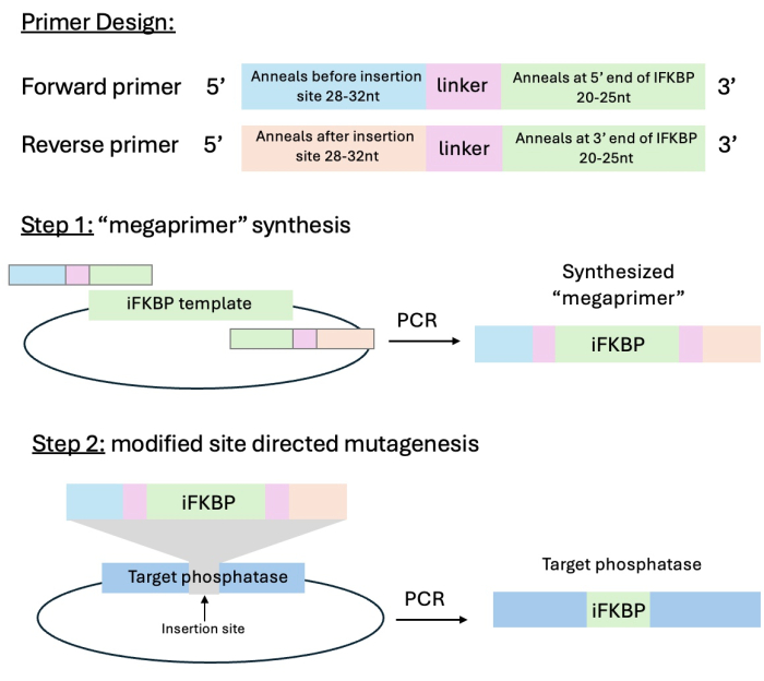 figure-protocol-2 figure-protocol-2