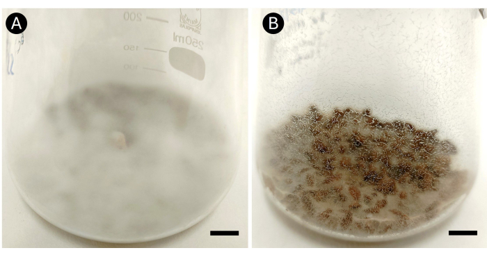 figure-results-1 Fungal growth in beakers A and B, experimental setup for mycology research, mold colony formation.