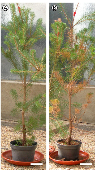 figure-results-2 Healthy vs wilted tree comparison; plant growth experiment results, showing effects of conditions.