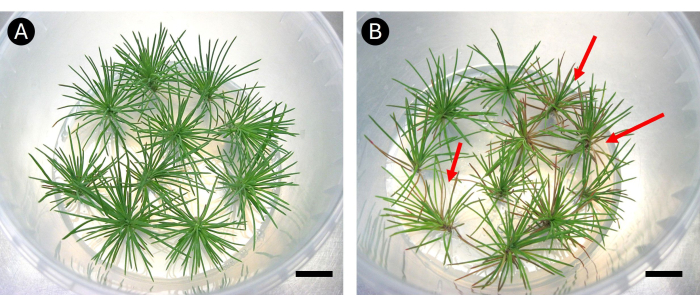 figure-results-3 Plant growth comparison; seedling health diagram; experiment with growth inhibitor effect observed.