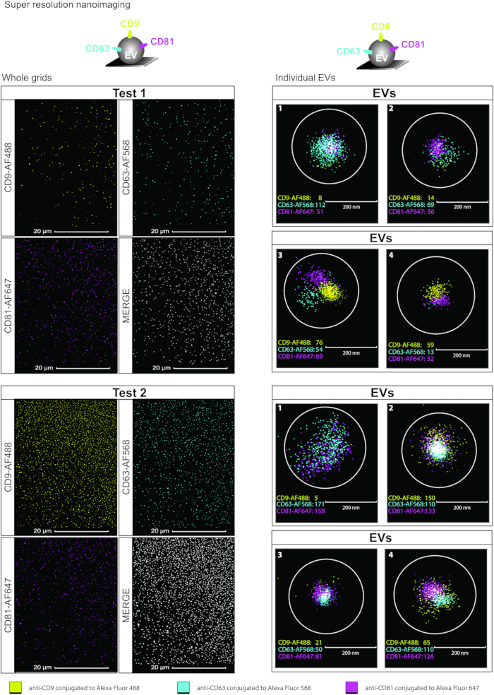 figure-results-4 Super-resolution nanoimaging, fluorescence markers CD9/CD63/CD81, diagram, individual EVs analysis.
